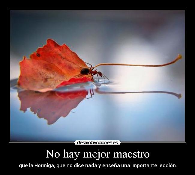 carteles hormiga maestro leccion desmotivaciones