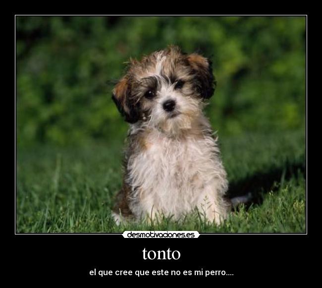 tonto - el que cree que este no es mi perro....