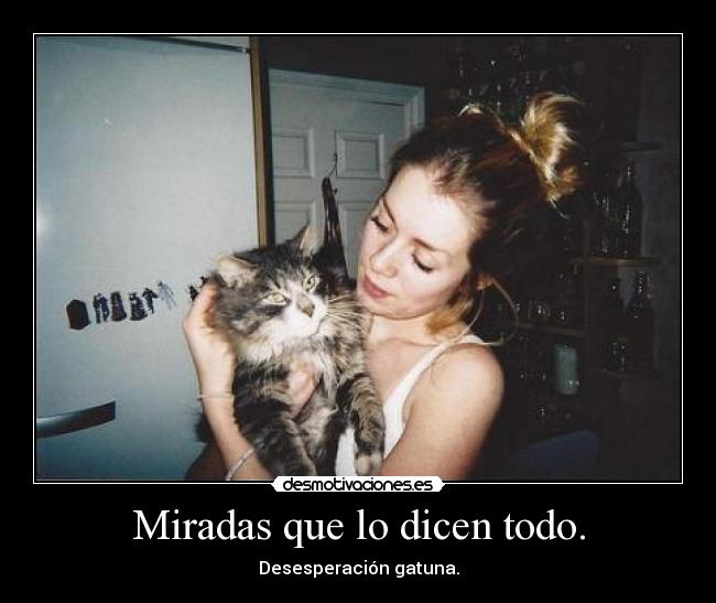 Miradas que lo dicen todo. - Desesperación gatuna.