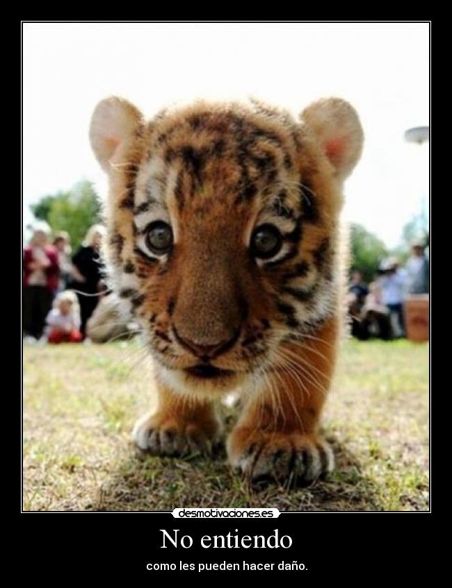 No entiendo - como les pueden hacer daño.