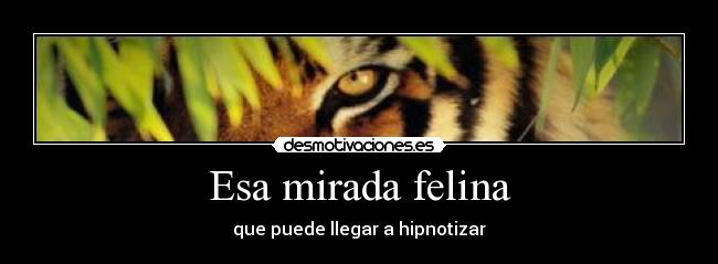 Esa mirada felina - que puede llegar a hipnotizar