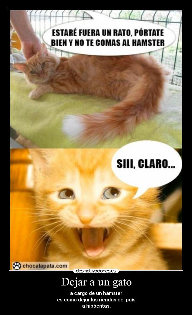 Dejar a un gato -