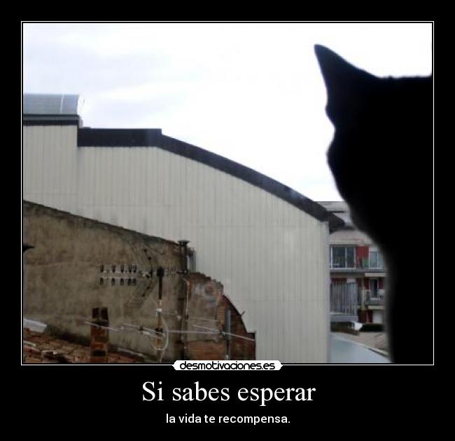 carteles gatosesperar desmotivaciones