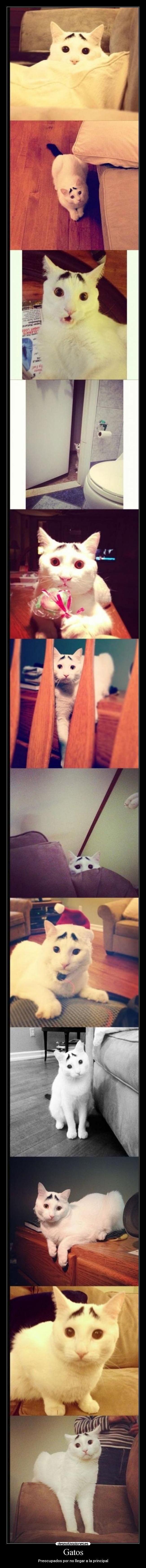 Gatos - Preocupados por no llegar a la principal