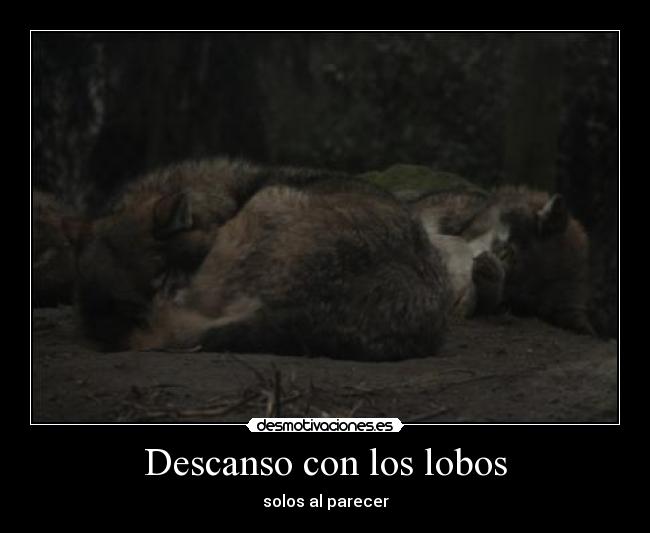 Descanso con los lobos -