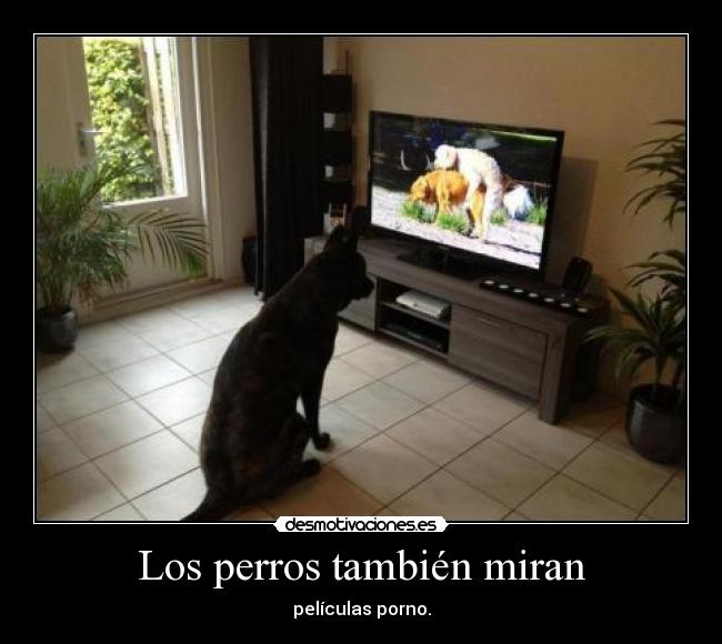 Los perros también miran - películas porno.