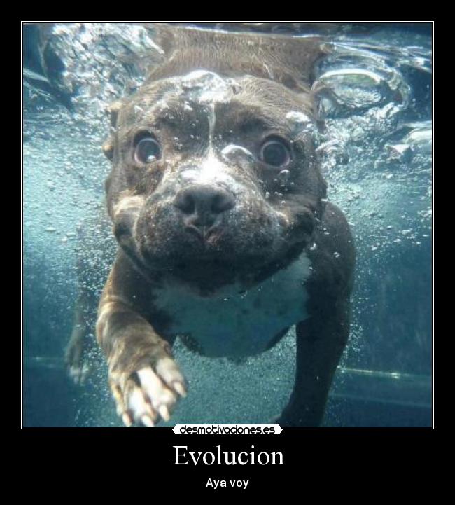 Evolucion -