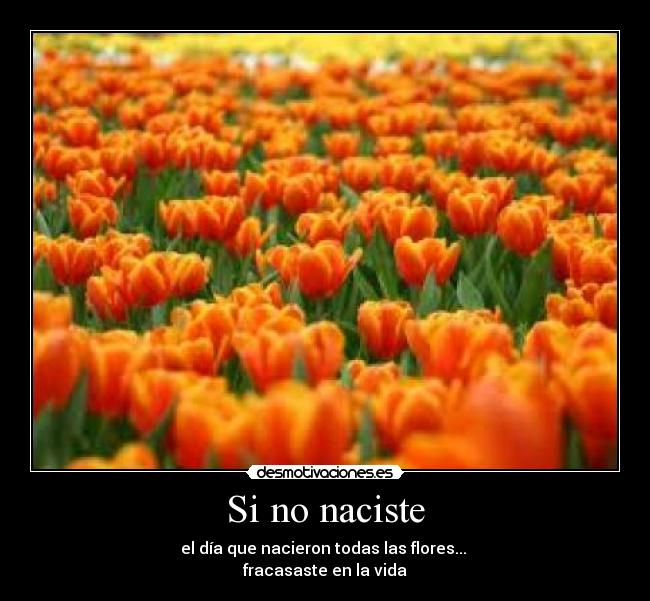 Si no naciste - 