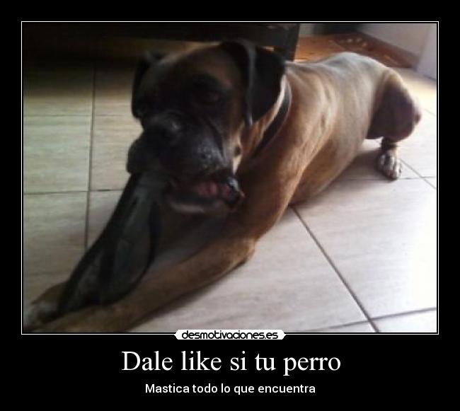 carteles tuty desmotivaciones