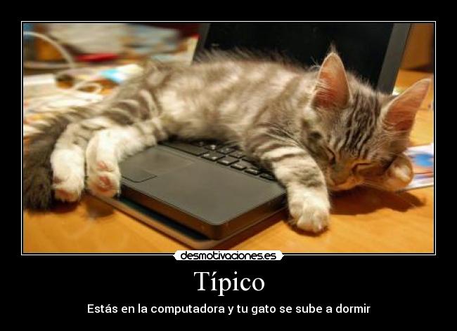 Típico - 