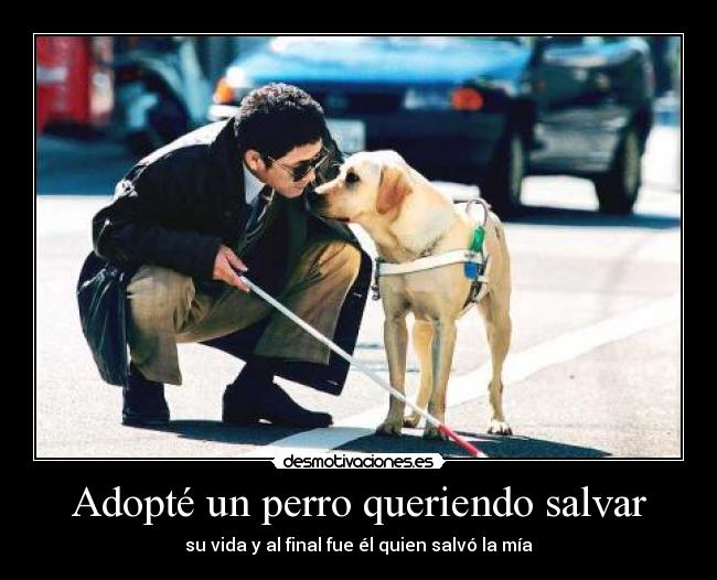 Adopté un perro queriendo salvar -