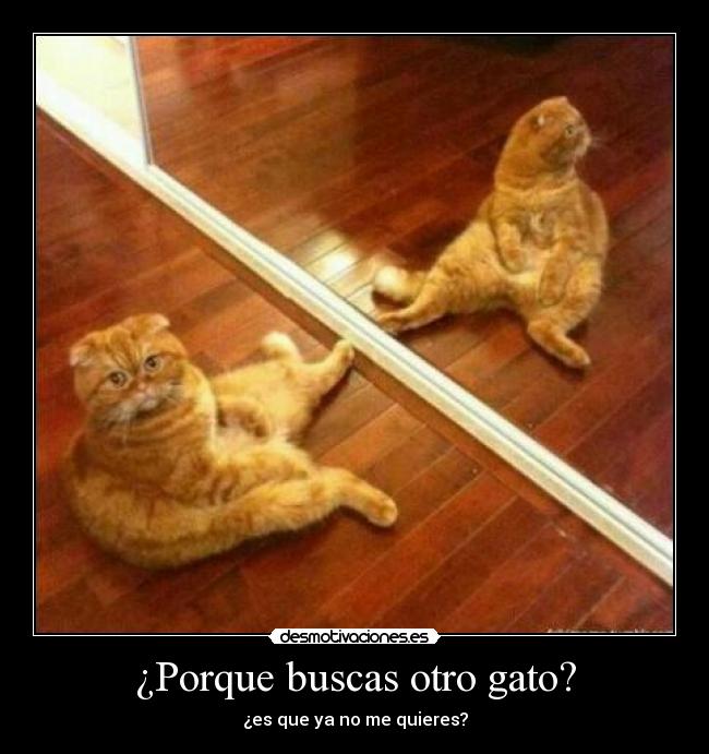 ¿Porque buscas otro gato? - ¿es que ya no me quieres?