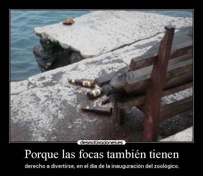 Porque las focas también tienen - 