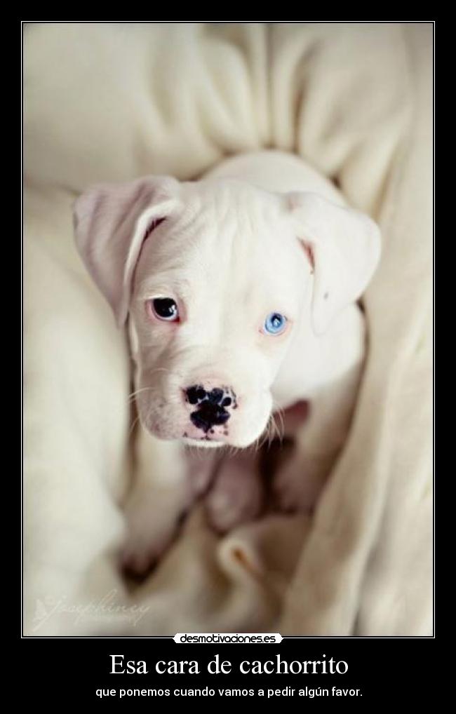 Esa cara de cachorrito - que ponemos cuando vamos a pedir algún favor.