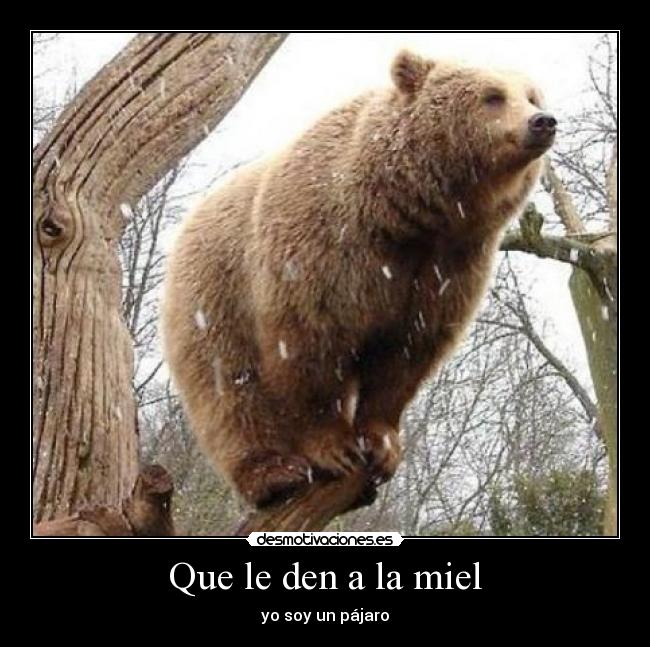 Que le den a la miel - yo soy un pájaro