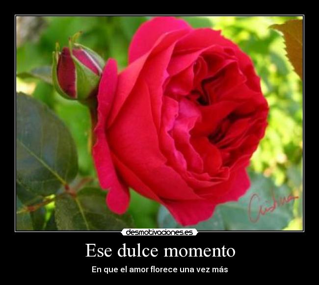 Ese dulce momento - En que el amor florece una vez más