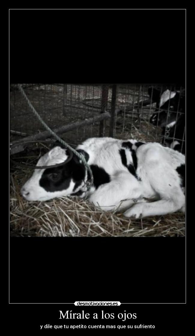 Mírale a los ojos -