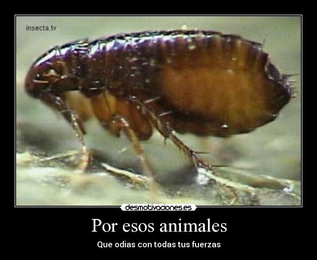 Por esos animales - Que odias con todas tus fuerzas