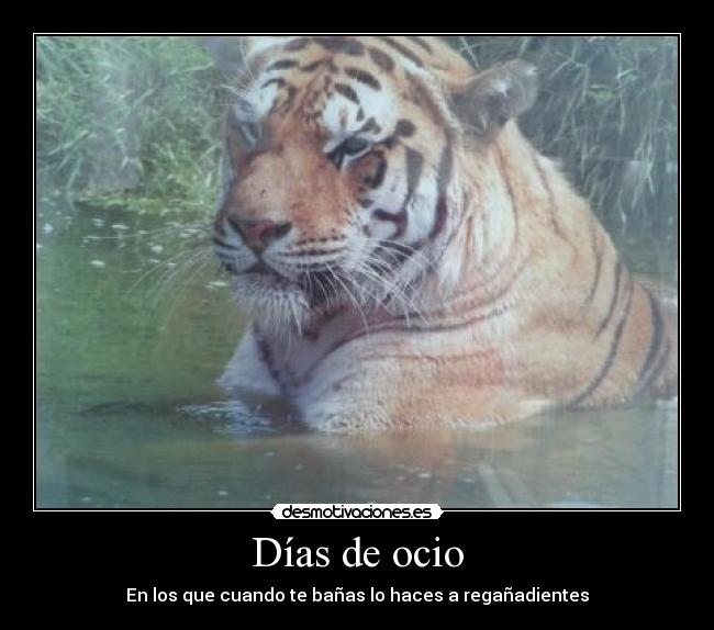 Días de ocio - En los que cuando te bañas lo haces a regañadientes