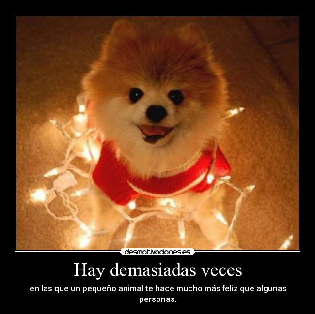 Hay demasiadas veces - en las que un pequeño animal te hace mucho más feliz que algunas personas.