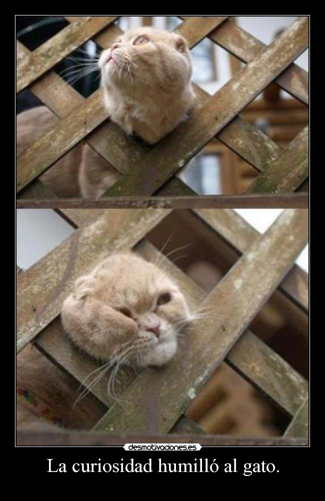 La curiosidad humilló al gato. -