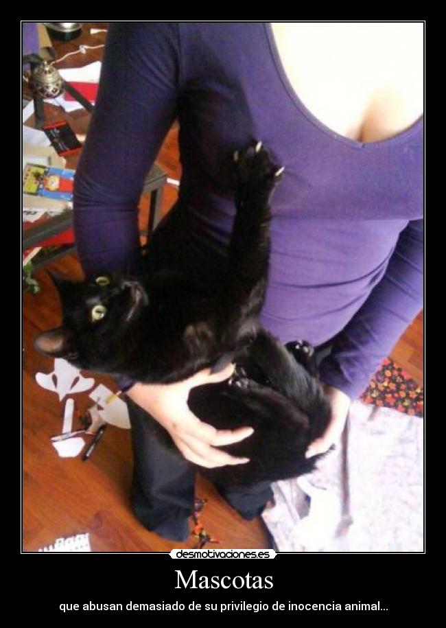 carteles mascotas desmotivaciones