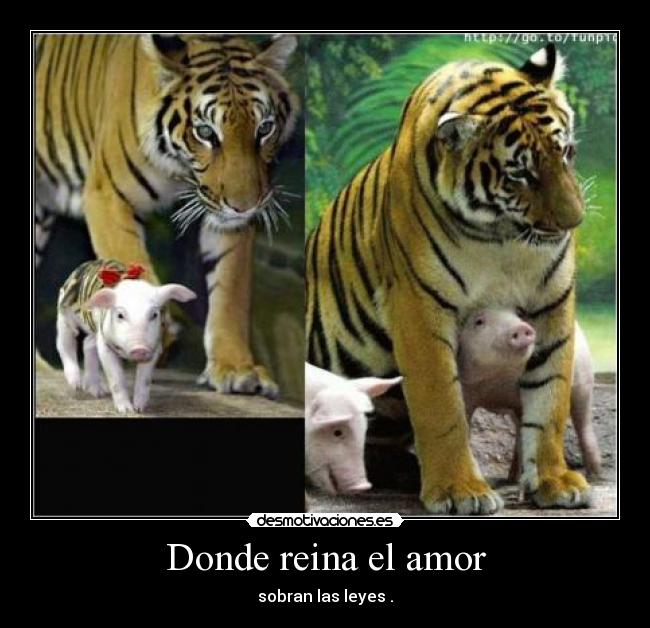 Donde reina el amor -