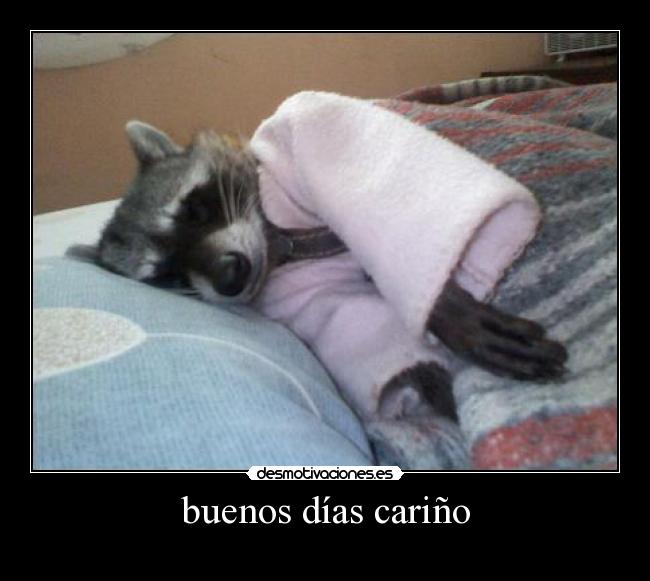 carteles mapache esposo desmotivaciones