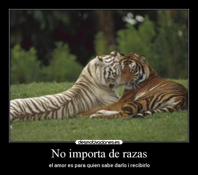 No importa de razas -