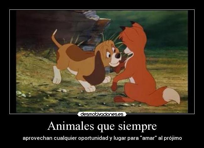 Animales que siempre - 