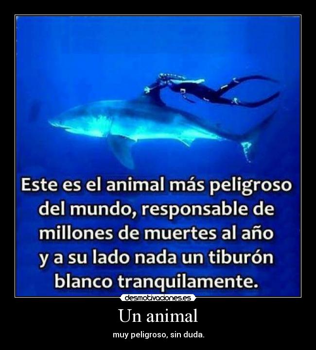 Un animal -
