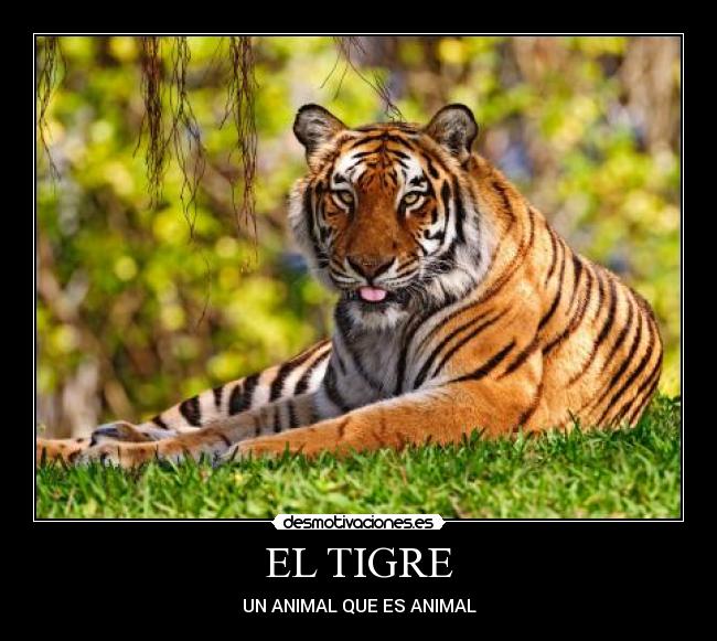 EL TIGRE -