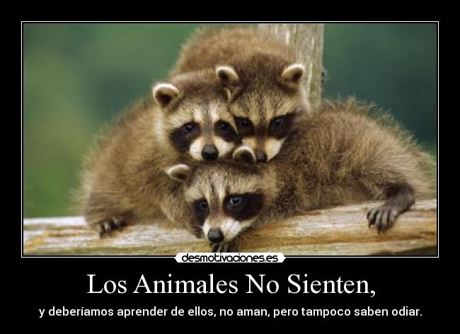 Los Animales No Sienten, - y deberíamos aprender de ellos, no aman, pero tampoco saben odiar.