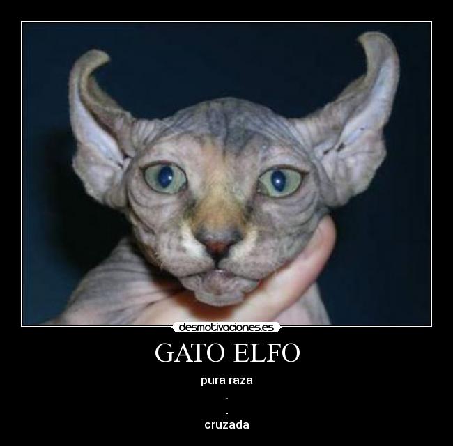 carteles gatito lindo desmotivaciones