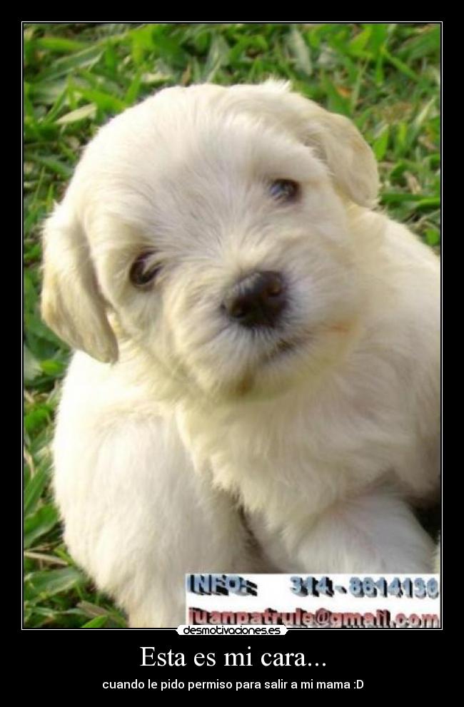 Esta es mi cara... - cuando le pido permiso para salir a mi mama :D