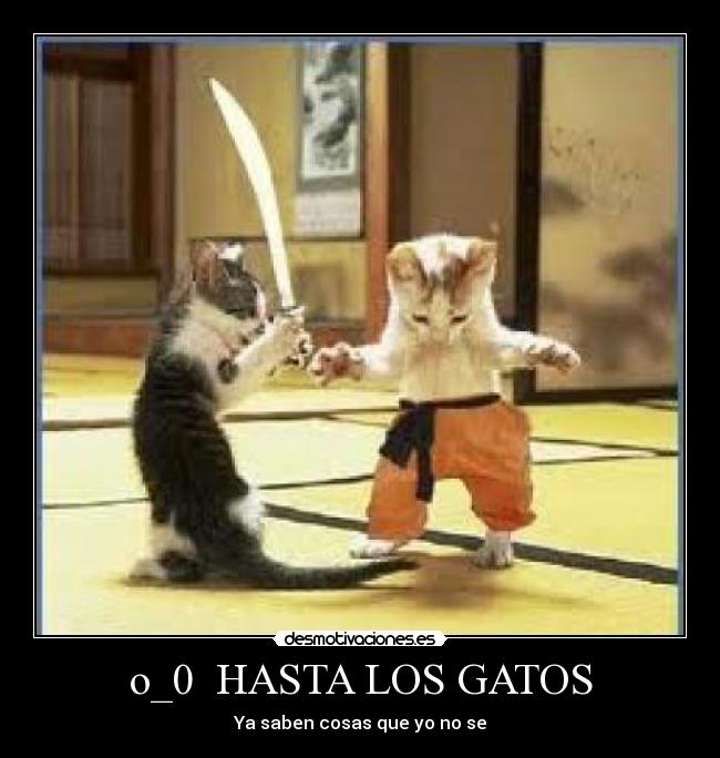 o_0 HASTA LOS GATOS - Ya saben cosas que yo no se