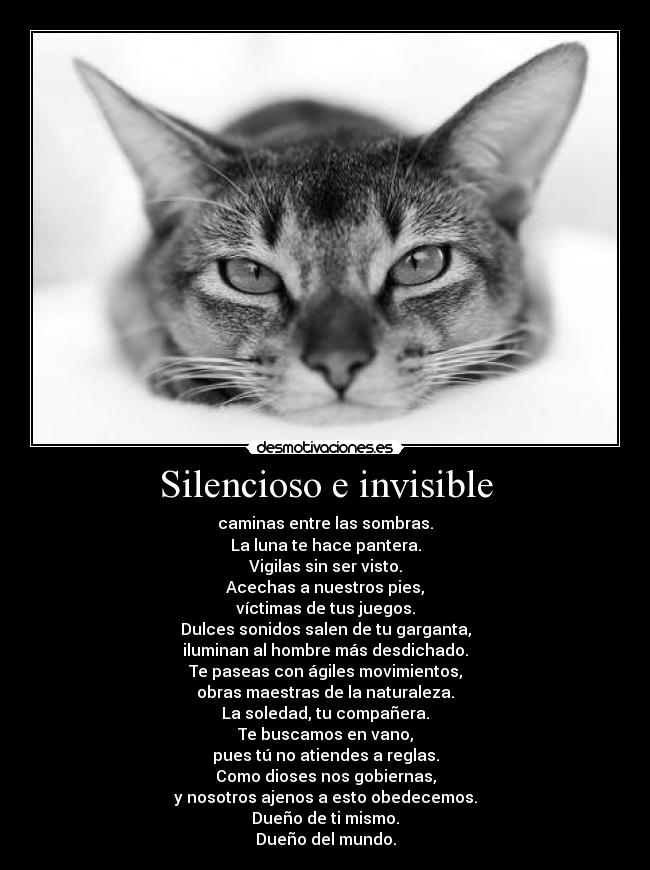 Silencioso e invisible - caminas entre las sombras.
La luna te hace pantera.
Vigilas sin ser visto.
Acechas a nuestros pies,
víctimas de tus juegos.
Dulces sonidos salen de tu garganta,
iluminan al hombre más desdichado.
Te paseas con ágiles movimientos,
obras maestras de la naturaleza.
La soledad, tu compañera.
Te buscamos en vano,
pues tú no atiendes a reglas.
Como dioses nos gobiernas,
y nosotros ajenos a esto obedecemos.
Dueño de ti mismo.
Dueño del mundo.