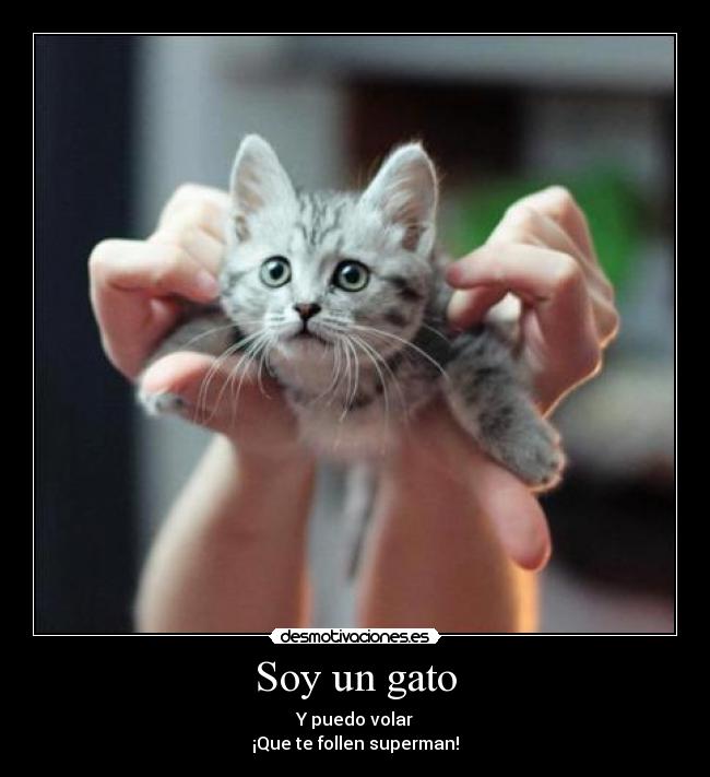 Soy un gato - 