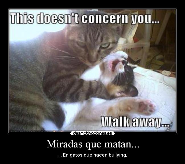 Miradas que matan... - ... En gatos que hacen bullying.