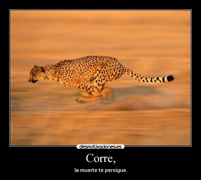carteles muerte correr cheetah desmotivaciones