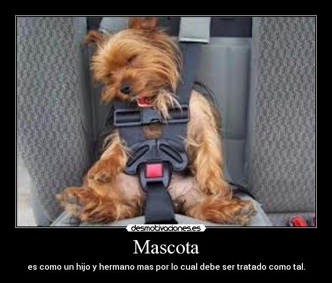 Mascota - es como un hijo y hermano mas por lo cual debe ser tratado como tal.