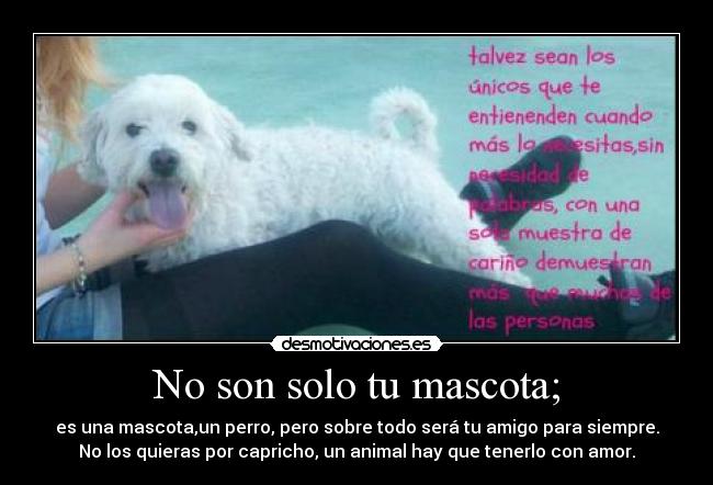 No son solo tu mascota; - es una mascota,un perro, pero sobre todo será tu amigo para siempre.
No los quieras por capricho, un animal hay que tenerlo con amor.
