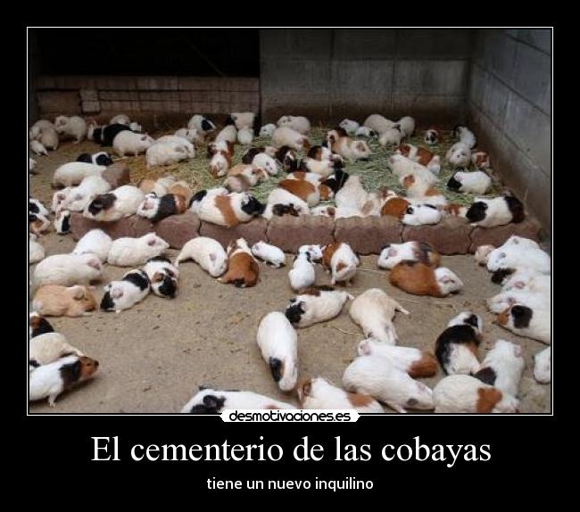 El cementerio de las cobayas - tiene un nuevo inquilino