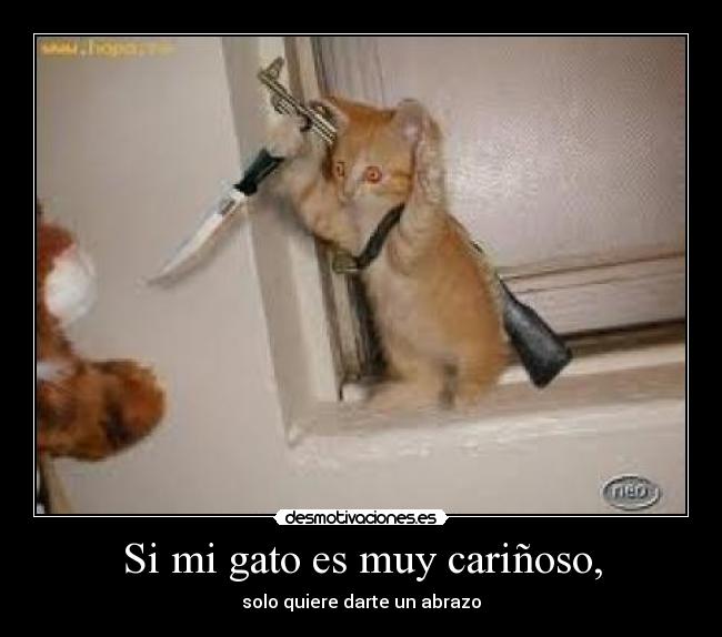 Si mi gato es muy cariñoso, - 