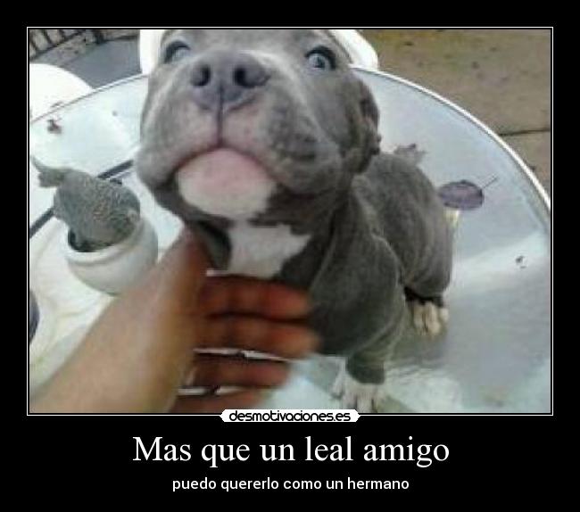 carteles pitbull desmotivaciones