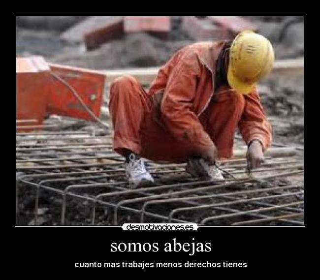 somos abejas -