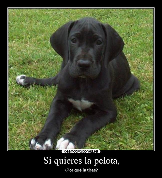 Si quieres la pelota, - ¿Por qué la tiras?