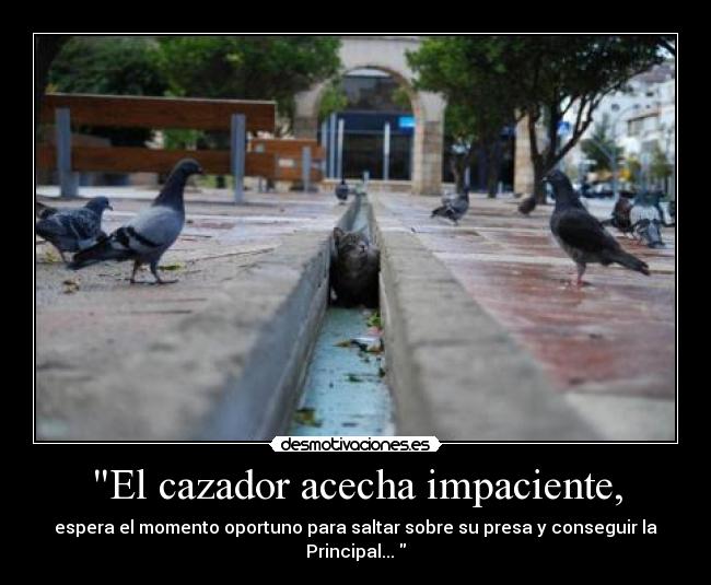 El cazador acecha impaciente, -