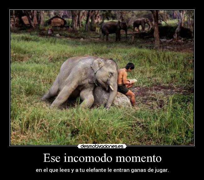 Ese incomodo momento - en el que lees y a tu elefante le entran ganas de jugar.