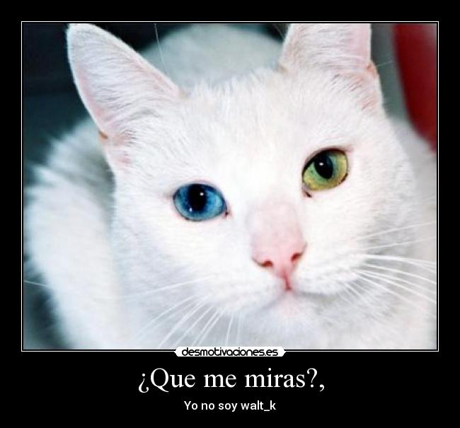 ¿Que me miras?, - Yo no soy walt_k